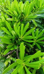 Full frame shot of plants