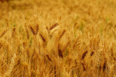 Close-up of wheat field