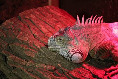 High angle view of iguana on wood at lisbon zoo