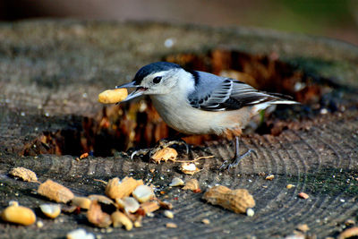 Close-up of bird eating wood