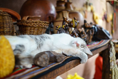 Cat sleeping on table by art decor