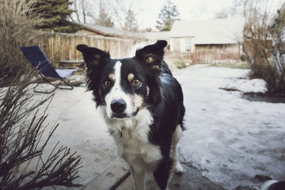 Portrait of border collie at yard
