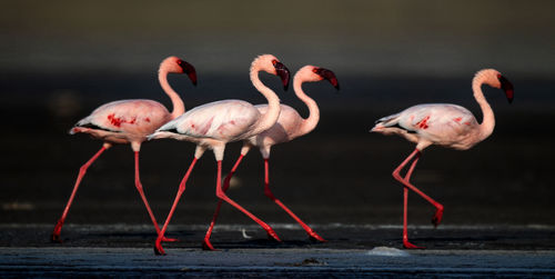 View of birds in lake