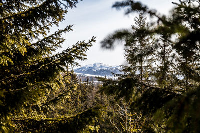 Pine trees in forest against sky