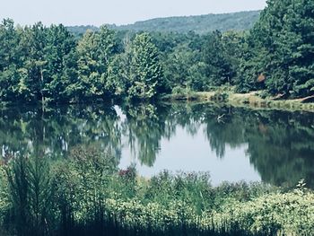 Scenic view of lake in forest