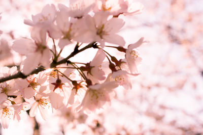 Close-up of pink cherry blossoms in spring