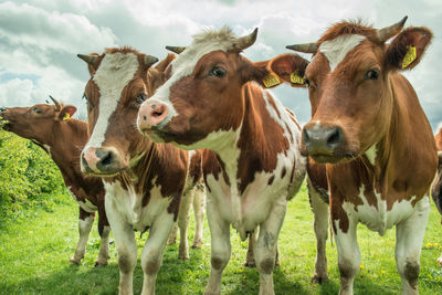 Portrait of cow standing on field against sky