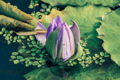 Close-up of lotus water lily in pond