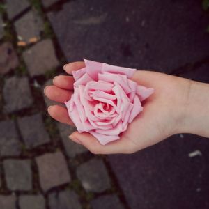 Close-up of hand holding pink rose