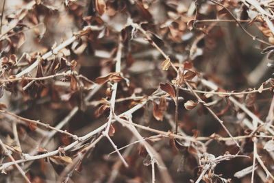 Close-up of dried plant