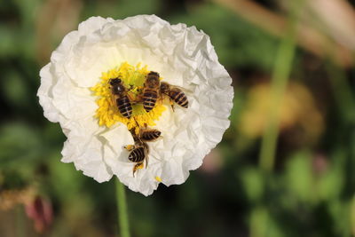 Close-up of bee pollinating on flower