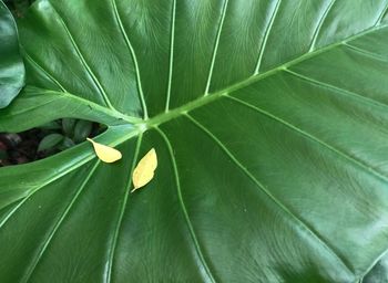 Full frame shot of green leaves