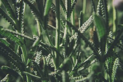 Full frame shot of plants growing on field