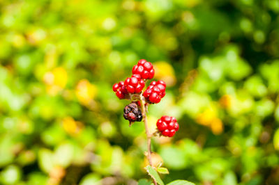 Close-up of red berries growing on plant