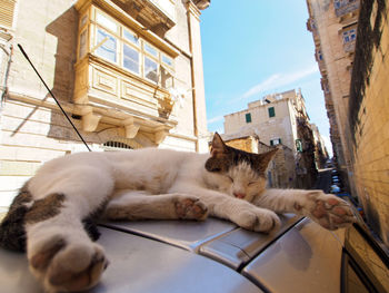 Cat sleeping on car in city