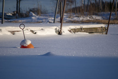 Close-up of frozen fruit on snow covered land