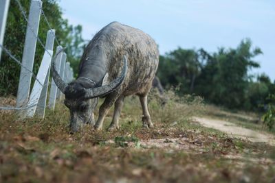 Ox grazing on field against sky