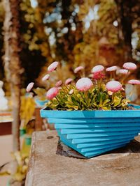 Close-up of potted plant