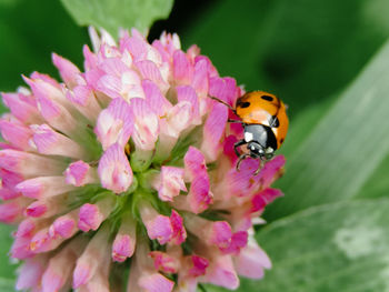 Close-up of insect on pink flower