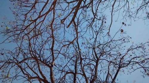 Low angle view of bare tree against clear sky