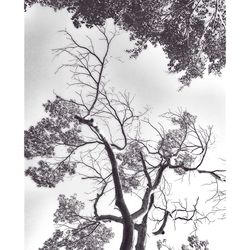 Low angle view of bare trees against sky