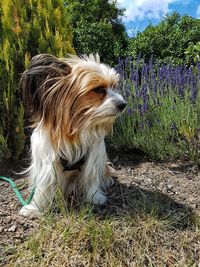 Close-up of dog on field