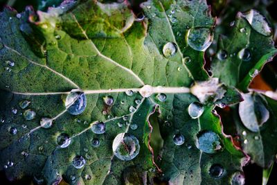 Close-up of raindrops on leaves