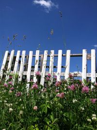 Low angle view of plants against blue sky