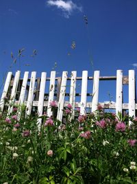 Low angle view of plants against blue sky