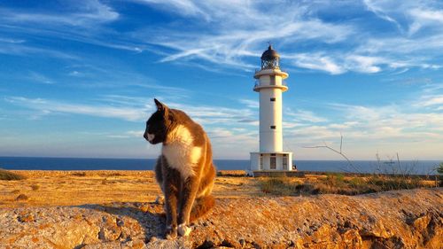 Cat sitting in front of lighthouse against sky