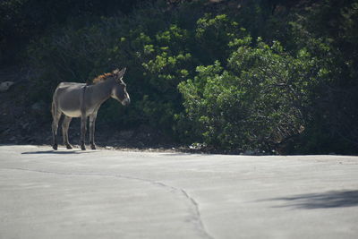 Side view of a donkey standing on a street