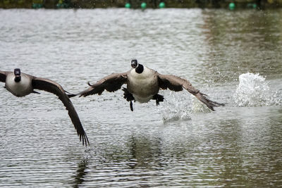 Birds flying over lake