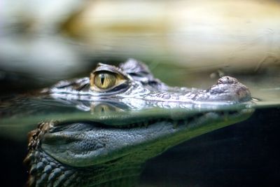 Close-up of crocodile in forest