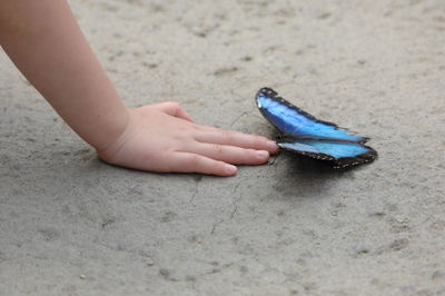 Close-up of hand holding butterfly on sand