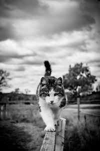 Portrait of kitten by cat against sky