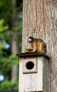 Squirrel on tree trunk