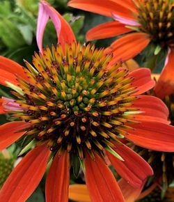 Close-up of red flowering plant