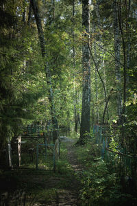 Trees in forest