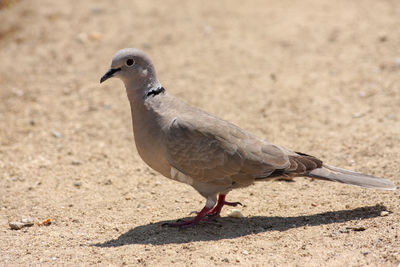 Close-up of a bird