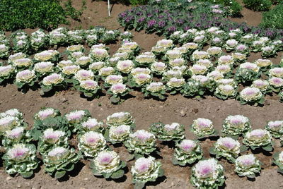 Close-up of pink flowers in greenhouse