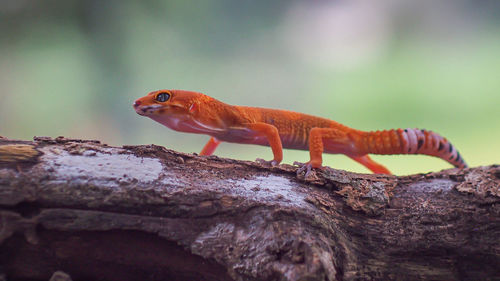 Close-up of lizard on rock