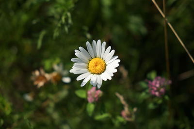 Close-up of white daisy flower