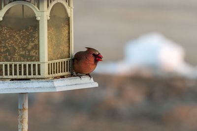 Close-up of bird perching outdoors