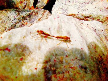 Close-up of insect on rock