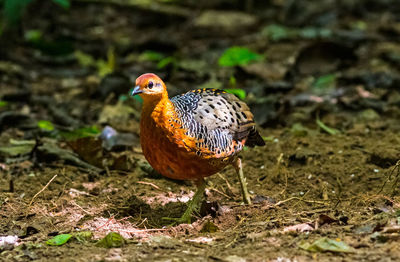 Close up of very rare bird ferruginous partridge in the forest  nature at national park of thailand