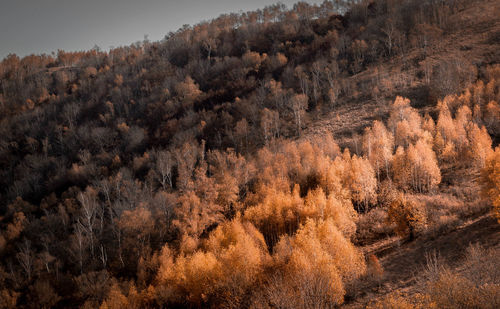 Trees on mountain against sky