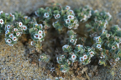 Tiny white flowers blooming on plants growing in beach sand on the pacific coast of baja, mexico