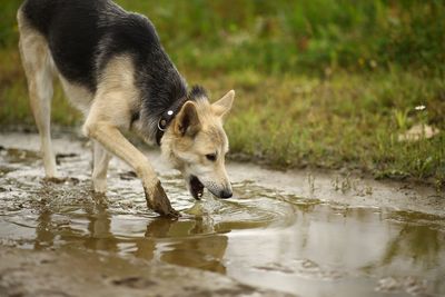 View of dog drinking water in lake