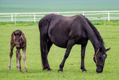 Black kladrubian horse, mare with foal