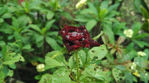 Close-up of red rose on plant